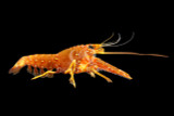 Lobsters