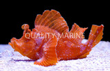 Scorpionfish SSC