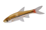 Rasboras