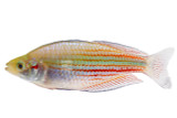 Rainbowfish