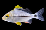 Porkfish