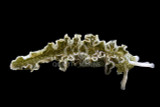 Nudibranchs