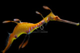 Sea Dragons