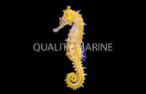 Seahorses