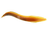 Eel