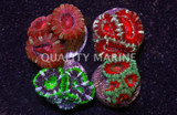 Corals, LPS Frag