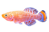 Killifish