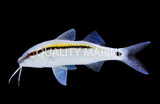 Goatfish