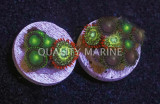 Corals, Polyps, Zoanthid Frag