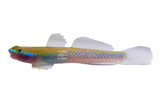 Goby