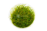 Tropica