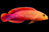 Dottyback