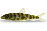 Leporinus