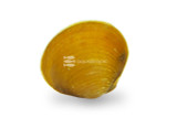 Clams