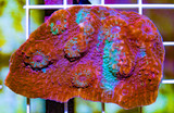 Revisited: Chalice Corals