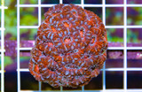 Acans (Micromussa lordhowensis)