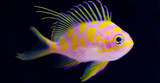 Tales from the Deep: Borbonios Anthias