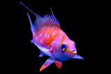 Cheer up Your Tank with the Cherry Anthias