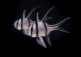 Aquacultured Banggai Continue to Make the Hobby Sustainable