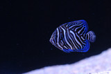 Quality Marine Receives Aquacultured Juvenile Koran Angel (Pomacanthus semicirculatus)