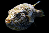 Mappa Puffer Fish