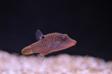 Puffer Fish