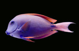 A Quick & Painless Guide To Identifying Those Confusing Species Of Large Acanthurus