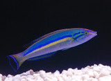 Grab a Pencil... Wrasse, that is