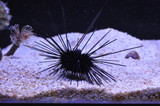 Echinoderms For The Home Aquarium