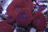 A Guide To Aquarium Mushroom Corals