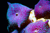 Purple Speckled Actinodiscus Mushrooms