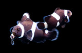 Quality Marine Aquacultures Two Morphs of Ocellaris Clownfish (Amphiprion ocellaris)