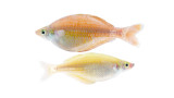 Bleheri Rainbowfish