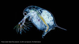 Homegrown Food - Who Is This Daphnia Anyway?