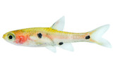 Strawberry Rasbora