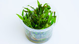 Making Cryptocoryne Less Cryptic