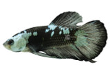 Male Black Samurai Plakat Betta