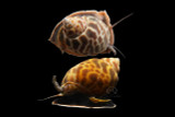 Babylonia Brown Blotch Snail