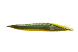 Blue Lesser Spiny Eel