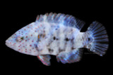 Freckle Face Broom Tail Wrasse