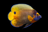 Praising Pomacanthus xanthometopon 'Till We're Blue in the Face