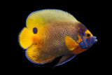 Praising Pomacanthus xanthometopon 'Till We're Blue in the Face