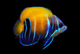 Majestic Blue Girdled Angelfish, Sub-Adult-Changing