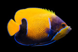 Majestic Blue Girdled Angelfish