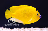 Amazing Angels: Flagfin / Threespot Angel (Apolemichthys trimaculatus)