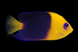 Joculator Angelfish