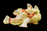Wartskin Anglerfish
