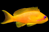 Female Orange Lyretail Anthias