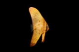 Orbicularis Batfish