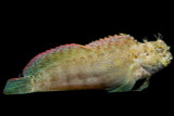 Sailfin / Algae Blenny